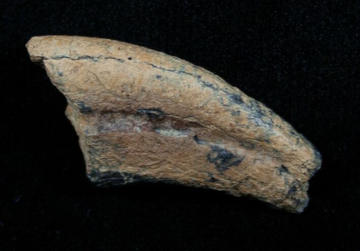 Dromaeosaur (Raptor) Toe Claw - Two Medicine Formation #3837